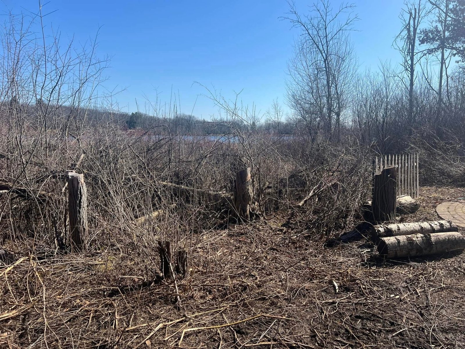 Wooded lot after land clearing